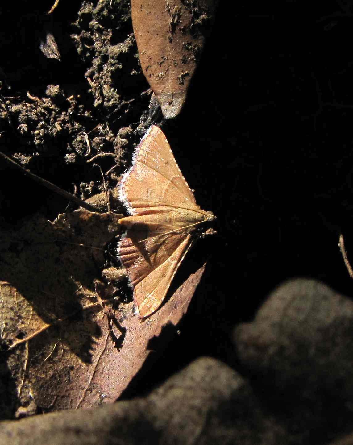 falena da identificare